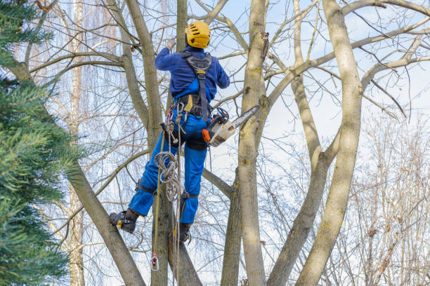 Best Tree Maintenance Programs  in New Haven, MO